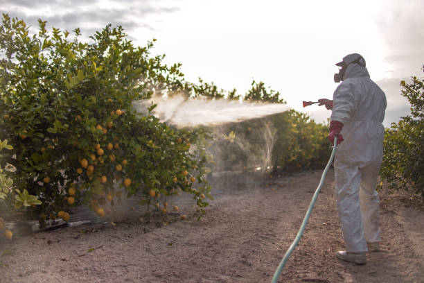 Best Ant Control Services  in Thompson Falls, MT