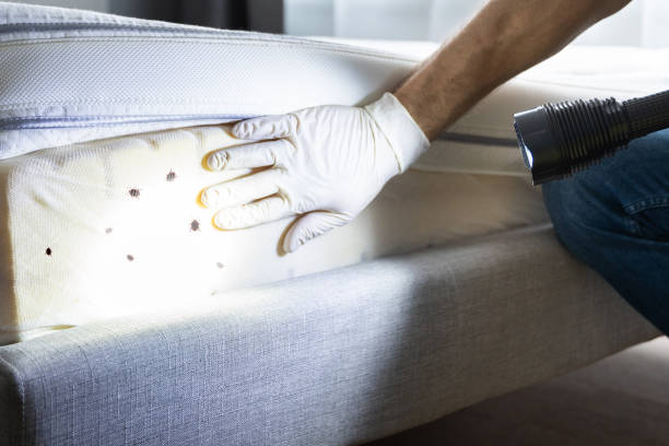 Best Affordable Pest Control Services  in Thompson Falls, MT