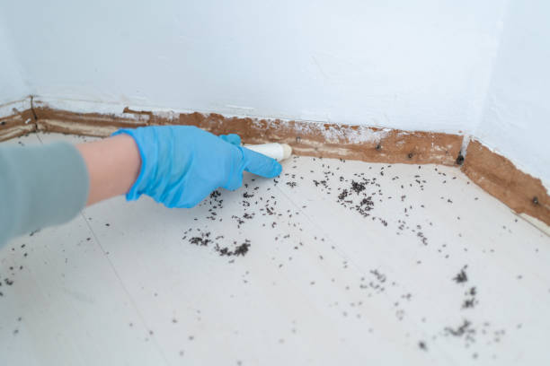 Best Pest Prevention Services  in Thompson Falls, MT
