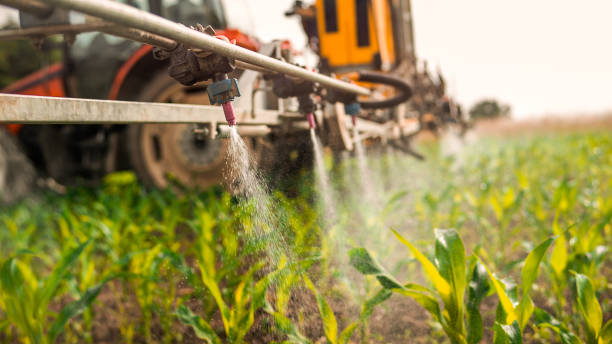 Best Ant Control Services  in Thompson Falls, MT