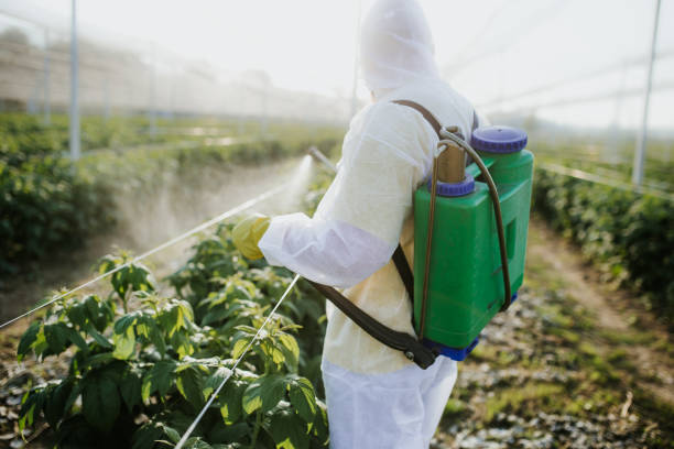 Trusted Thompson Falls, MT Pest Control Experts